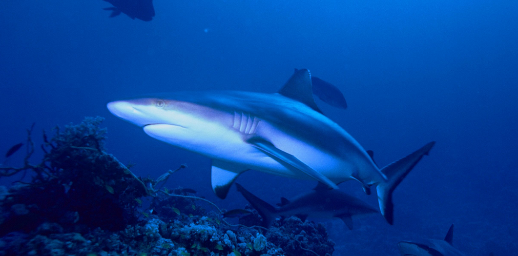 shark.PNG